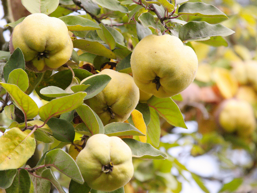 quince_harvest_00