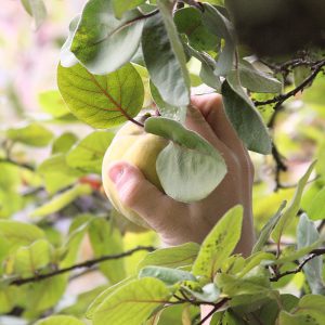 quince_harvest_03