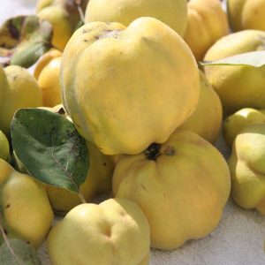 quince_harvest_04